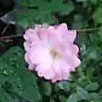 音羽ゆゆのプロフィール画像