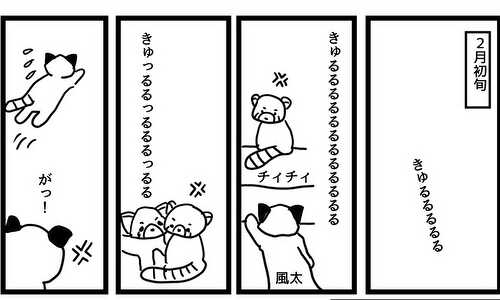 レッサーパンダ風太一族騒動記