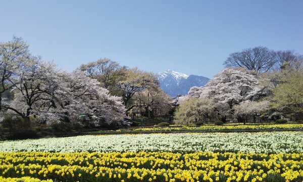 花咲かの巫女は王のために舞うかもしれない