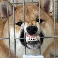 クロガネ　トオル