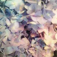 紫陽党のプロフィール画像