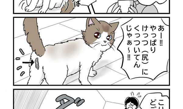 ラグドールは抱かれない