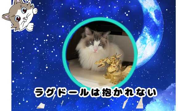 ラグドールは抱かれない