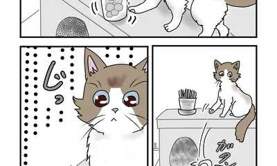 第7話 猫　物を落とす