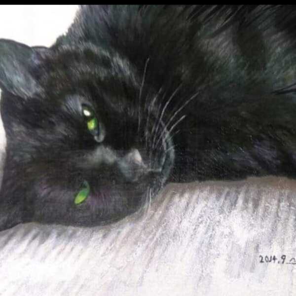 天国にいる愛猫ゴゴ