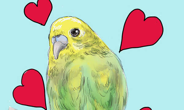 魅惑のセキセイインコ