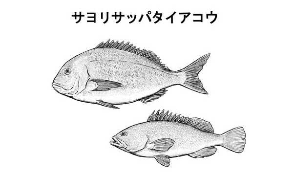 サヨリサッパタイアコウ