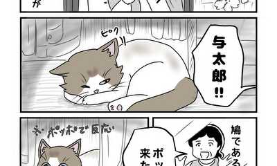 第16話 猫と鳩
