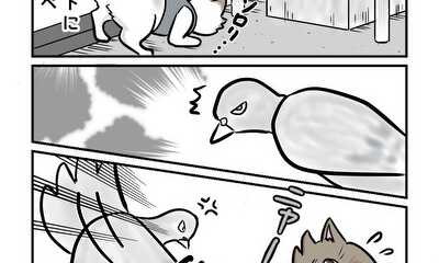 第17話 猫鳩にびびる