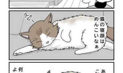 第19話 猫の寝顔